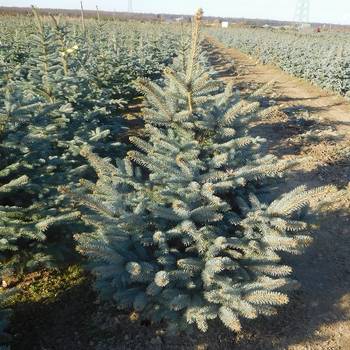 Ель колючая Picea pungens 'Fat Albert'